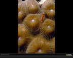Click to view LIFE + BROWN + SPECIAL + 1600x1200 Wallpaper [zoanthid curtsinger 1600x1200px.jpg] in bigger size