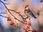 Click to view BIRD + HIGH RESOLUTION + 1600x1200 Wallpaper [bird.high.resolution.078.jpg] in bigger size