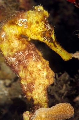 [grenada_seahorse2[3].jpg]