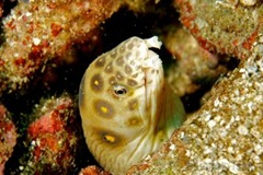 grenada_eel