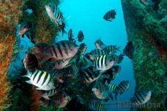 grenada_fish