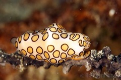 grenada_flamingo_tongue