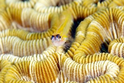 [grenada_goby[3].jpg]