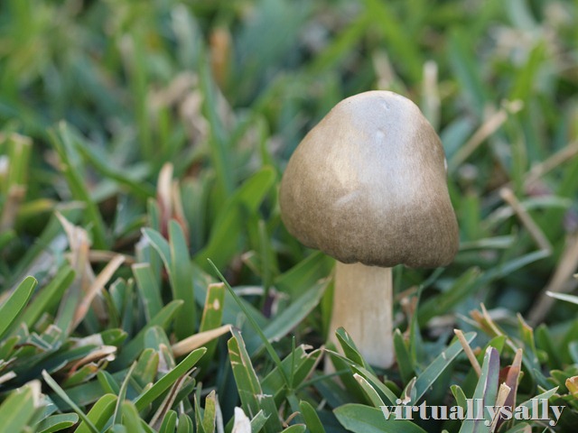 [the mushroom in the lawn[6].jpg]