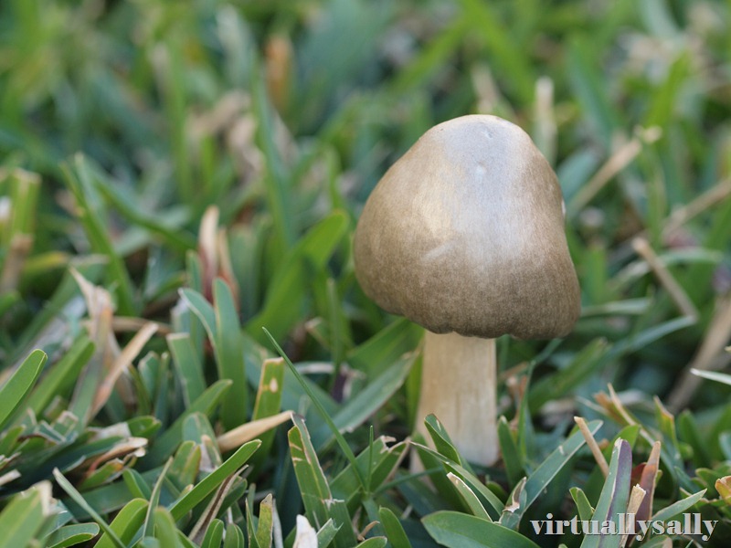 the mushroom in the lawn