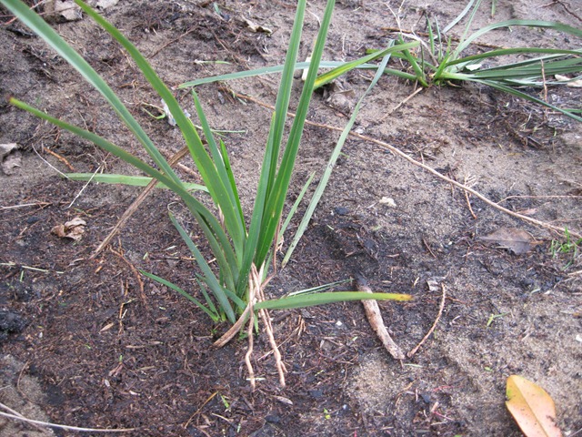 [dianellalongifolia5.jpg]