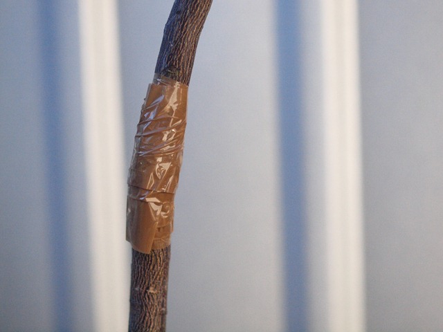 [bandages[3].jpg]