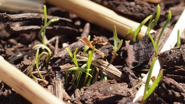 [carrot seed germination[3].jpg]