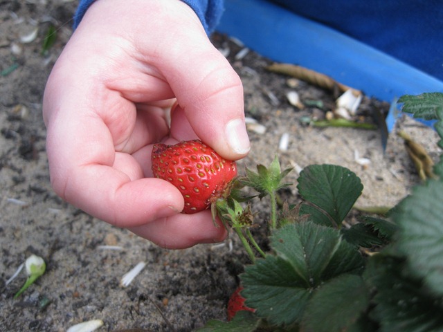 [strawberries[3].jpg]