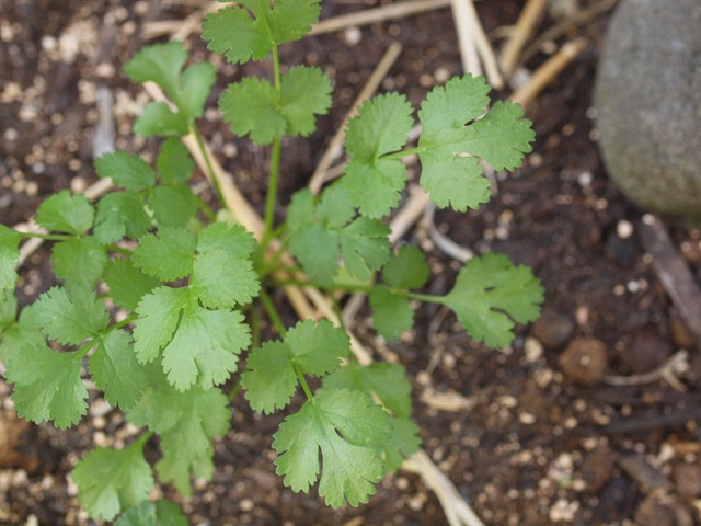 [coriander[3].jpg]