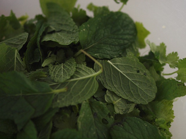 [mint and coriander leaves[3].jpg]