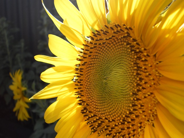 [sunflowers bloom[3].jpg]