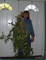 Bringing in the tomatoes