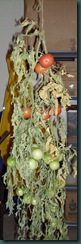Fall2009 151