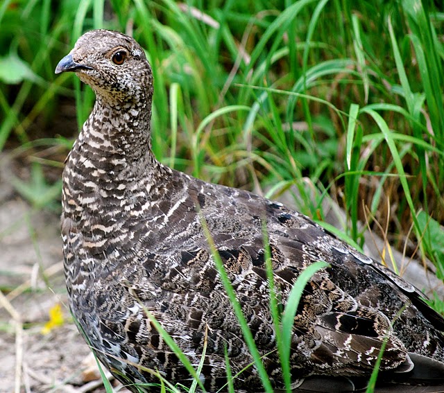 ptarmigan.jpg