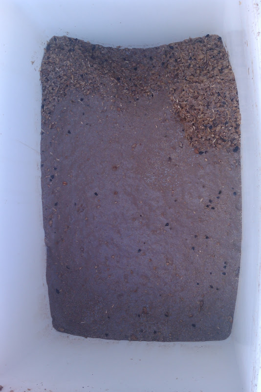 Spent grain