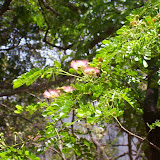 image_from_picasa