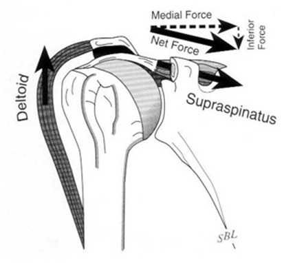 deltoid pull