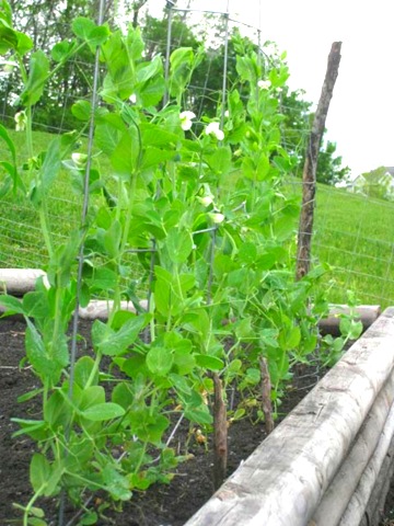 [june 24 garden WEB-16[17].jpg]