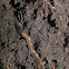 Land Planarian
