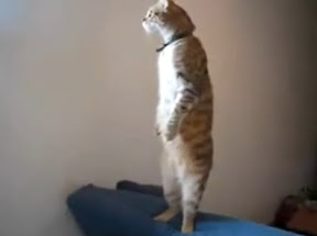 chat debout