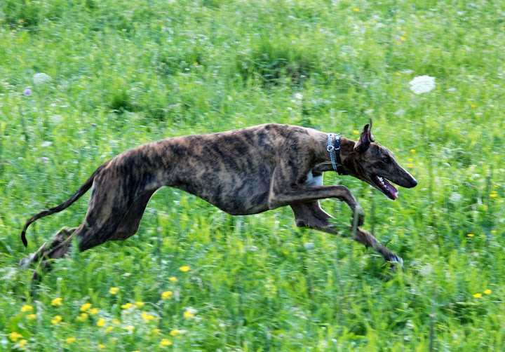 greyhounds