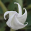 thorn-apple, moonflower, sacred datura