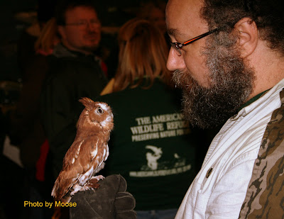Screech Owl
