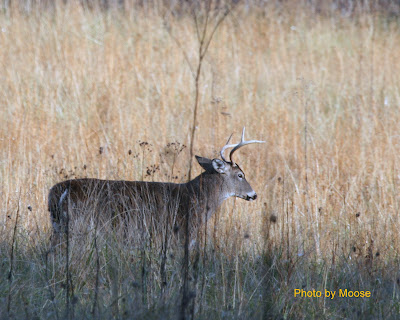 Buck fight  Saw this guy coming in with ears pinned back pretty aggresive posturing for a buck