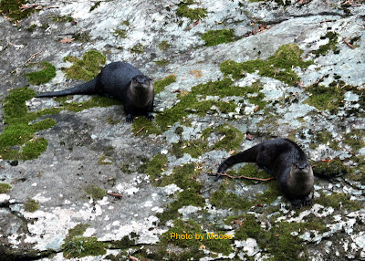 Pair of River Otters along the bank of Little River Great Smoky Mountain National Park Tn