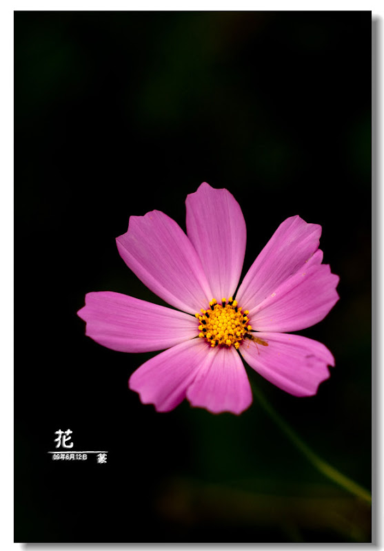 花卉