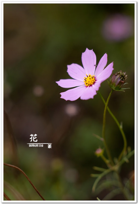 花卉