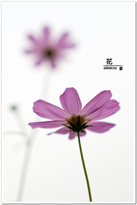 花卉