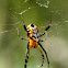 Pear-Shaped Leucauge