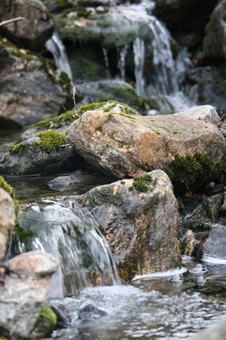 [Lapphundtreff ørskogfjellet 31.10.09 091[3].jpg]