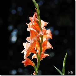 Gladiole © H. Brune