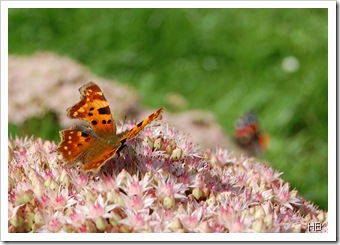 C-Falter auf Fetthenne © H. Brune