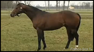 Voir la vidéo de l' étalon Déportivo