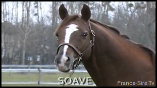 Voir la vidéo de l'étalon Soave