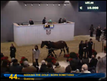 Vente d' élevage Arqana - Deauville 2010