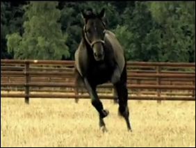 Le Havre en vidéo sur France-Sire.TV Le Havre en vidéo sur France-Sire.TV