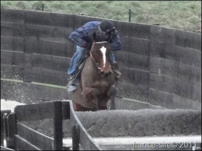 Chevaux à vendre chez Jacques Chérel