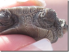 Diamond terrapin turtle