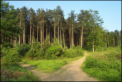 Explore the Cannock Chase
