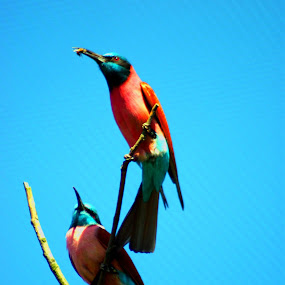 by JenWil   - Animals Birds