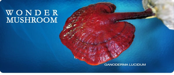 [generic_red_mushroomganoderma_lucidu[1].jpg]