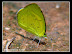 Small Grass Yellow-10.jpg