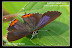 Purple Sapphire-11.jpg