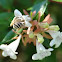 Common Bee