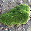 Moss